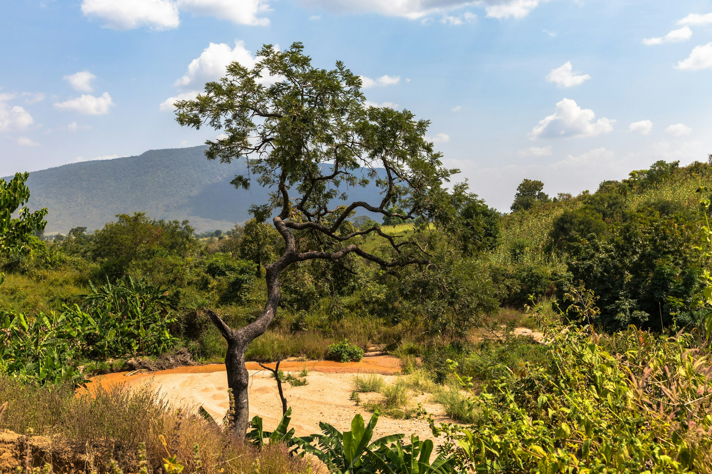 Green Nigerian hills and trees